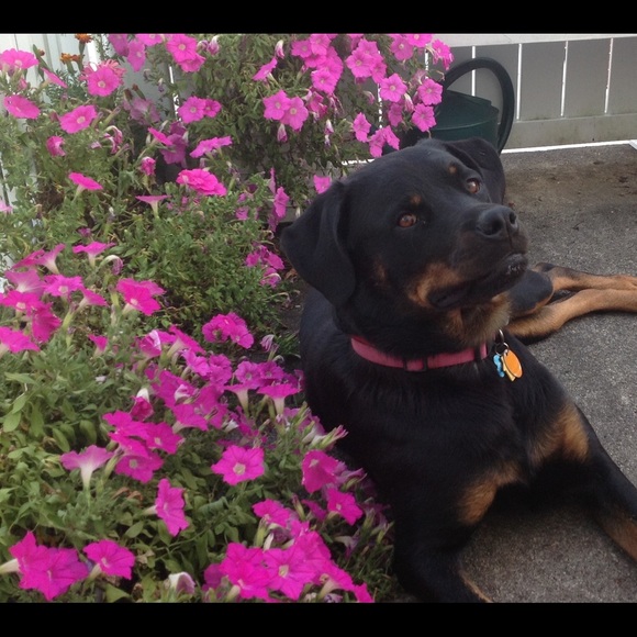 Meet your Posher, L - Picture 1 of 1